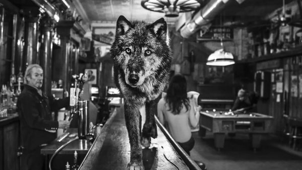 Maddox Gallery Countdown Videos Maddox Gallery David Yarrow Wildlife 600x338 - Maddox Gallery Countdown Videos